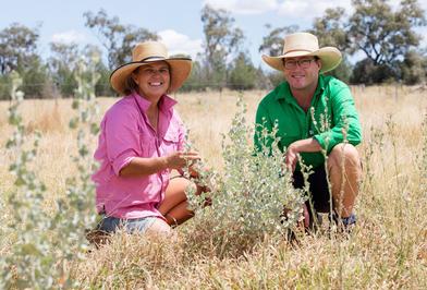 Amarula White Dorper Stud