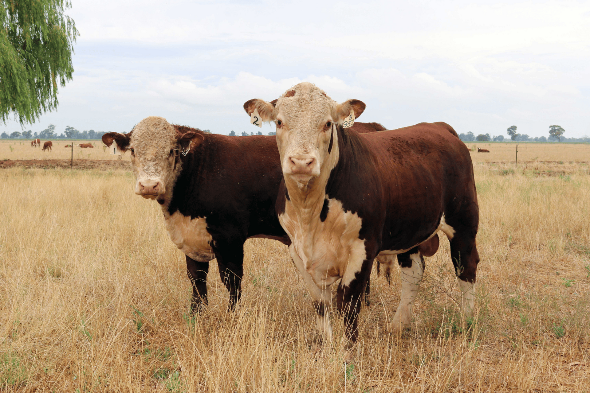 Glentrevor Herefords