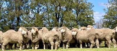 Roseville Park Merino & Poll Merino Stud