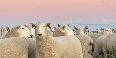 New Armatree Border Leicesters