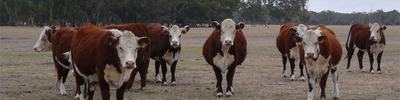 Morganvale Beef