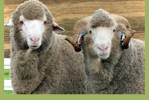 White River Merino and Poll Merino Stud