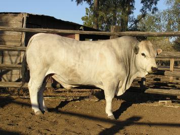 Carrie Downs Romagnolas