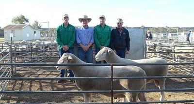 Narranmore Poll Dorsets