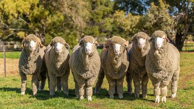 North Ashrose Poll Merinos