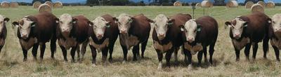 Quamby Plains Poll Hereford