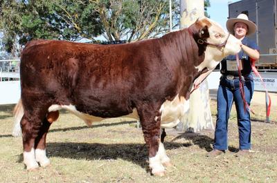 Emigrace Poll Herefords