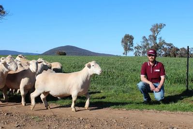 Youlden Valley White Dorper