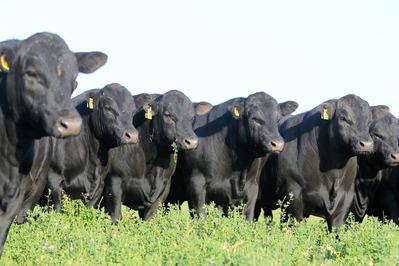 Murdeduke Angus