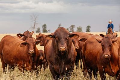 Yarrawonga Cattle Co