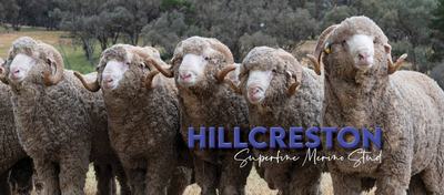 Hillcreston Superfine Merino Stud