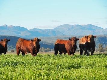 Yamburgan Shorthorns