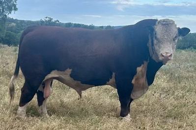Glendan Park Herefords