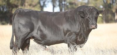 Bonnydale Black Simmental