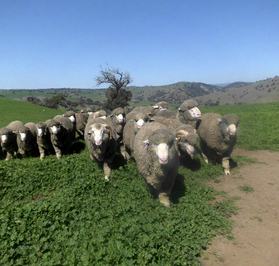 Billa Burra Burra Poll Merino Stud