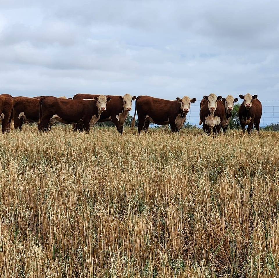 COURALLIE J HEREFORDS