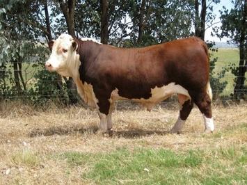 Injemira Beef Genetics