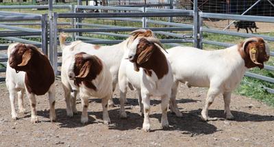 Youlden Valley Boers