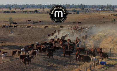 Weebollabolla Shorthorns