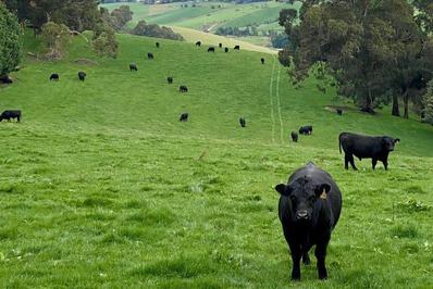 Bowman Perfomance Genetics - Angus