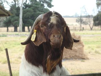 Cadenza Boer Goat Stud