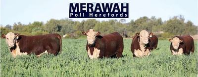 Merawah Poll Herefords