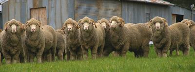 Greenland Merino Stud
