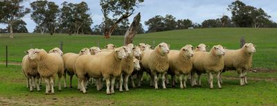 Bundara Downs White Suffolks