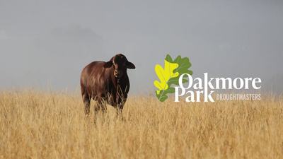 Oakmore Park Droughtmasters