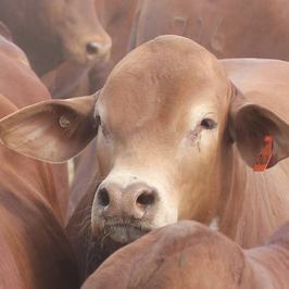 CAP Droughtmaster Sale