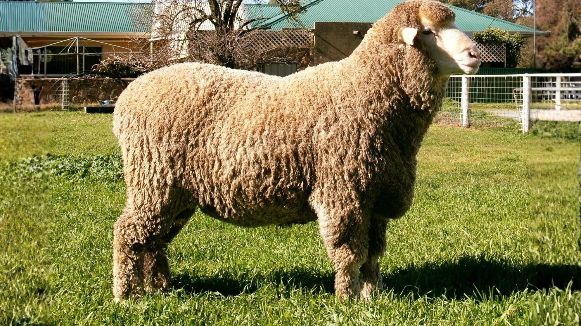 Bunyara Poll Merinos