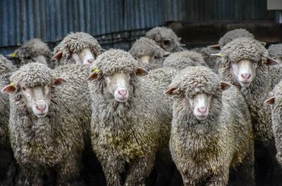 Woodlands Poll Merino Stud