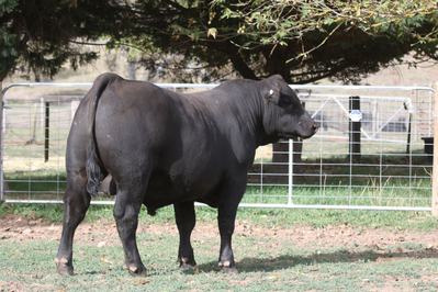 Riga Angus Stud