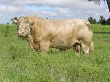 ANC Charolais