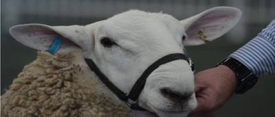Wattle Farm Border Leicester Stud