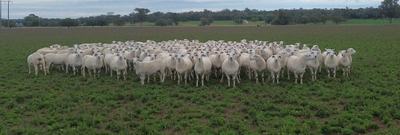 Red Hill Australian Whites