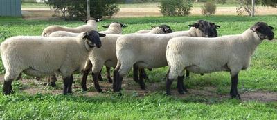 Pine Ridge Suffolk Stud