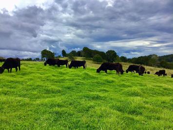 Southern Cross Wagyu
