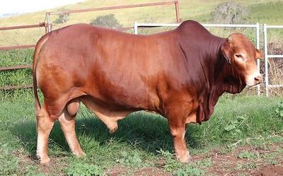 By-Mingo Droughtmasters