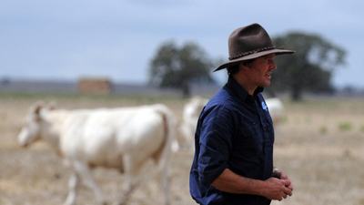 Mount William Charolais