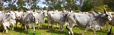 Bos Indicus Cattle Co