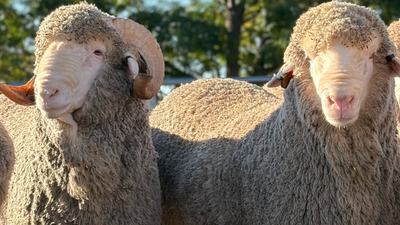 Overland Merino & Poll Merino Stud