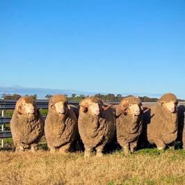 Roseville Park Merinos