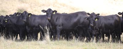 Palgrove Ultrablacks