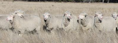 Rissmerino Poll Merino