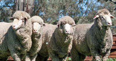 Glenwood Merinos