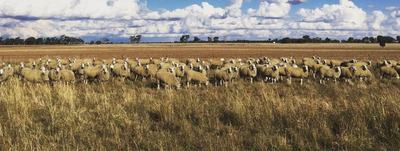 Cooinda Border Leicesters