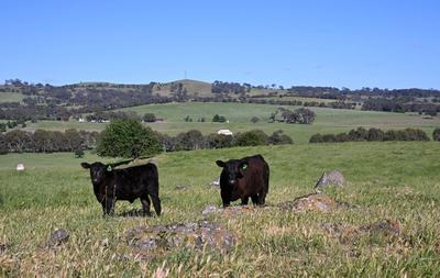 Dalwhinnie Angus