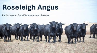 Roseleigh Angus