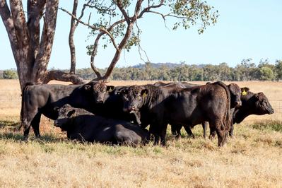 Fairview Black Simmentals
